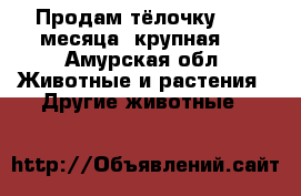 Продам тёлочку, 1,5 месяца, крупная.  - Амурская обл. Животные и растения » Другие животные   